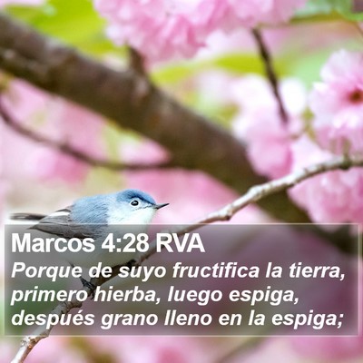 Marcos 4:28 RVA Bible Verse Image