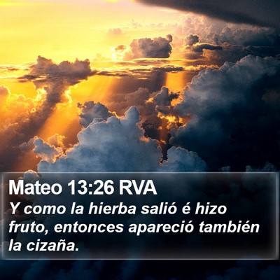 Mateo 13:26 RVA Bible Verse Image