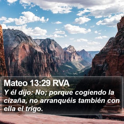 Mateo 13:29 RVA Bible Verse Image