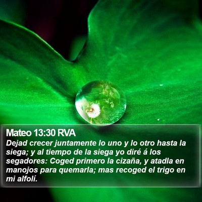 Mateo 13:30 RVA Bible Verse Image