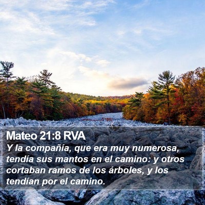 Mateo 21:8 RVA Bible Verse Image