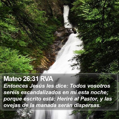 Mateo 26:31 RVA Bible Verse Image