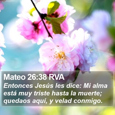 Mateo 26:38 RVA Bible Verse Image