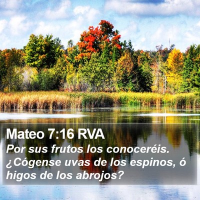 Mateo 7:16 RVA Bible Verse Image