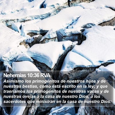 Nehemías 10:36 RVA Bible Verse Image