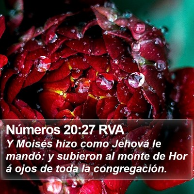 Números 20:27 RVA Bible Verse Image