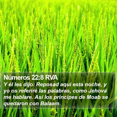 Números 22:8 RVA Bible Verse Image
