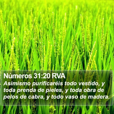 Números 31:20 RVA Bible Verse Image