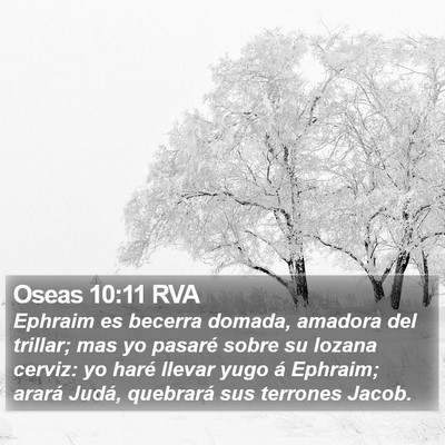 Oseas 10:11 RVA Bible Verse Image