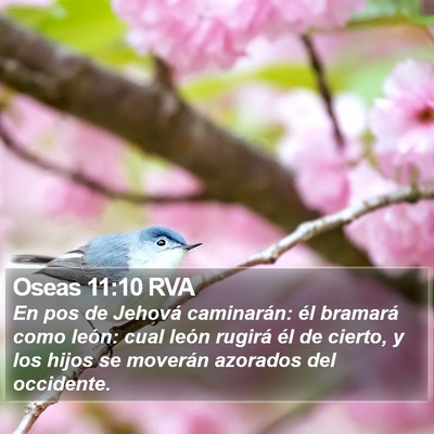 Oseas 11:10 RVA Bible Verse Image