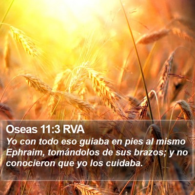 Oseas 11:3 RVA Bible Verse Image