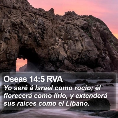 Oseas 14:5 RVA Bible Verse Image