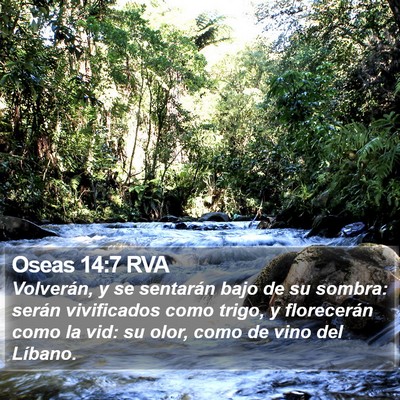 Oseas 14:7 RVA Bible Verse Image