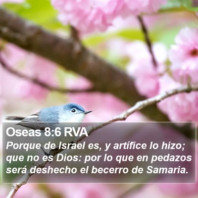 Oseas 8:6 RVA Bible Verse Image