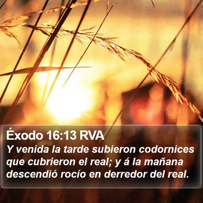 Éxodo 16:13 RVA Bible Verse Image