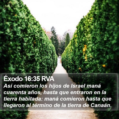 Éxodo 16:35 RVA Bible Verse Image