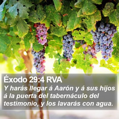 Éxodo 29:4 RVA Bible Verse Image