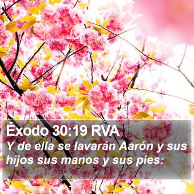 Éxodo 30:19 RVA Bible Verse Image