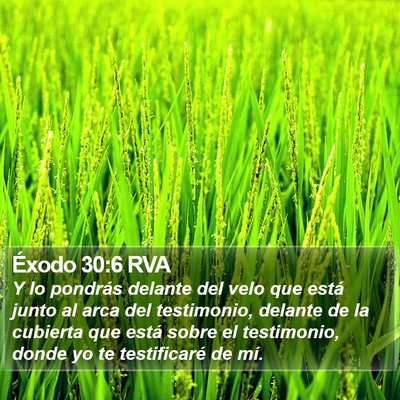 Éxodo 30:6 RVA Bible Verse Image