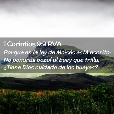 Picture 02 - 1 Corintios 9:9 RVA - Porque en la ley de Moisés está escrito: No - Bible Verse Picture