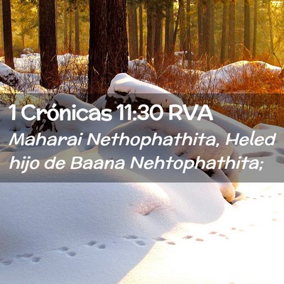 Picture 02 - 1 Crónicas 11:30 RVA - Maharai Nethophathita, Heled hijo de Baana - Bible Verse Picture
