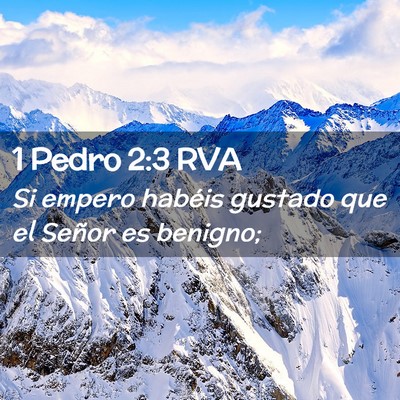 Picture 02 - 1 Pedro 2:3 RVA - Si empero habéis gustado que el Señor es - Bible Verse Picture