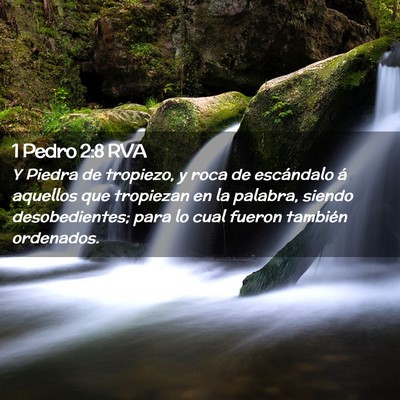 Picture 02 - 1 Pedro 2:8 RVA - Y Piedra de tropiezo, y roca de escándalo á - Bible Verse Picture