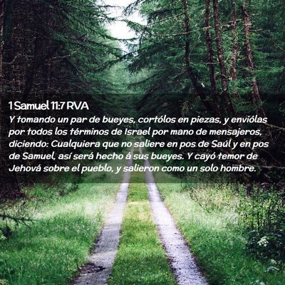Picture 02 - 1 Samuel 11:7 RVA - Y tomando un par de bueyes, cortólos en piezas, - Bible Verse Picture