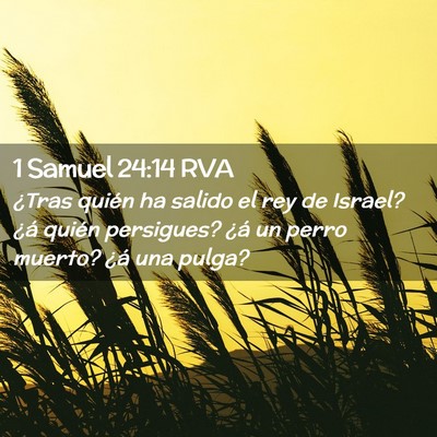 Picture 02 - 1 Samuel 24:14 RVA - ¿Tras quién ha salido el rey de Israel? ¿á - Bible Verse Picture