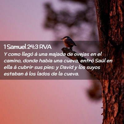 Picture 02 - 1 Samuel 24:3 RVA - Y como llegó á una majada de ovejas en el - Bible Verse Picture