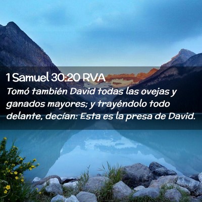 Picture 02 - 1 Samuel 30:20 RVA - Tomó también David todas las ovejas y ganados - Bible Verse Picture