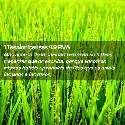 Picture 02 - 1 Tesalonicenses 4:9 RVA - Mas acerca de la caridad fraterna no habéis - Bible Verse Picture