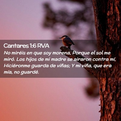 Picture 02 - Cantares 1:6 RVA - No miréis en que soy morena, Porque el sol me - Bible Verse Picture