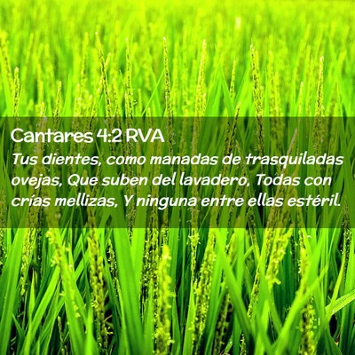 Picture 02 - Cantares 4:2 RVA - Tus dientes, como manadas de trasquiladas ovejas, - Bible Verse Picture
