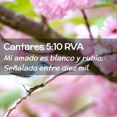 Picture 02 - Cantares 5:10 RVA - Mi amado es blanco y rubio, Señalado entre diez - Bible Verse Picture