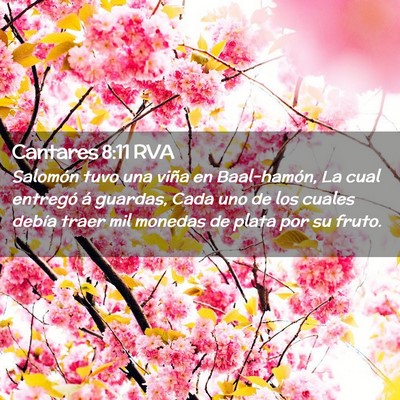 Picture 02 - Cantares 8:11 RVA - Salomón tuvo una viña en Baal-hamón, La cual - Bible Verse Picture