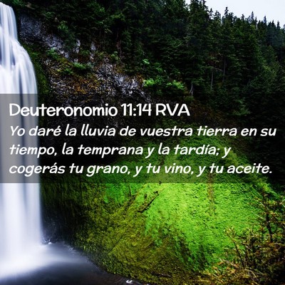 Picture 02 - Deuteronomio 11:14 RVA - Yo daré la lluvia de vuestra tierra en su - Bible Verse Picture
