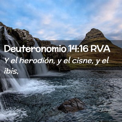 Picture 02 - Deuteronomio 14:16 RVA - Y el herodión, y el cisne, y el - Bible Verse Picture