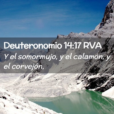 Picture 02 - Deuteronomio 14:17 RVA - Y el somormujo, y el calamón, y el - Bible Verse Picture