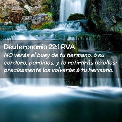 Picture 02 - Deuteronomio 22:1 RVA - NO verás el buey de tu hermano, ó su cordero, - Bible Verse Picture