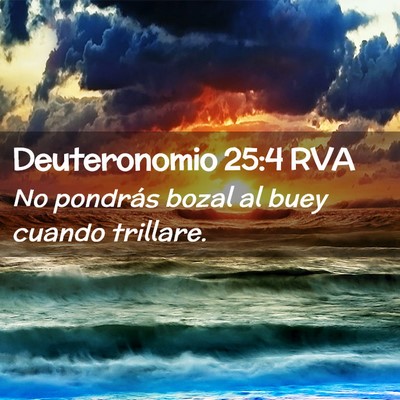 Picture 02 - Deuteronomio 25:4 RVA - No pondrás bozal al buey cuando - Bible Verse Picture