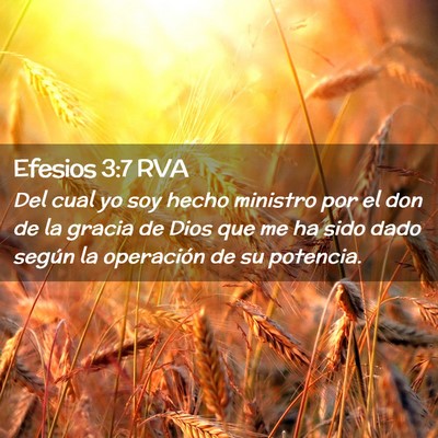 Picture 02 - Efesios 3:7 RVA - Del cual yo soy hecho ministro por el don de la - Bible Verse Picture