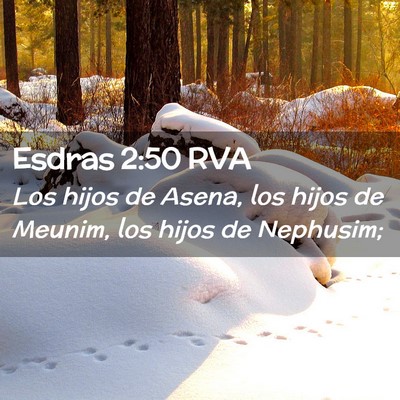 Picture 02 - Esdras 2:50 RVA - Los hijos de Asena, los hijos de Meunim, los - Bible Verse Picture