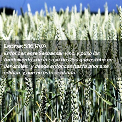 Picture 02 - Esdras 5:16 RVA - Entonces este Sesbassar vino, y puso los - Bible Verse Picture