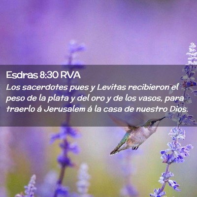 Picture 02 - Esdras 8:30 RVA - Los sacerdotes pues y Levitas recibieron el peso - Bible Verse Picture