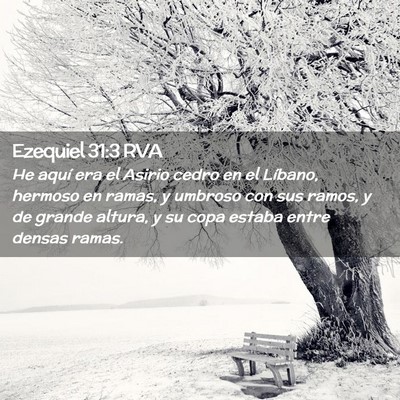 Picture 02 - Ezequiel 31:3 RVA - He aquí era el Asirio cedro en el Líbano, - Bible Verse Picture