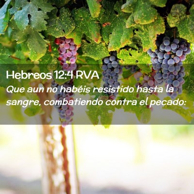 Picture 02 - Hebreos 12:4 RVA - Que aun no habéis resistido hasta la sangre, - Bible Verse Picture