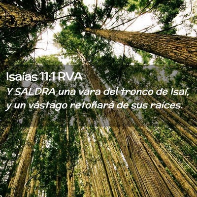 Picture 02 - Isaías 11:1 RVA - Y SALDRA una vara del tronco de Isaí, y un - Bible Verse Picture