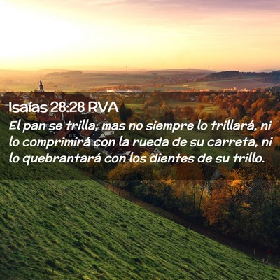 Picture 02 - Isaías 28:28 RVA - El pan se trilla; mas no siempre lo trillará, ni - Bible Verse Picture