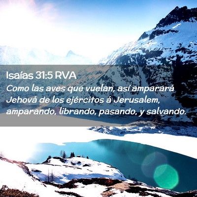 Picture 02 - Isaías 31:5 RVA - Como las aves que vuelan, así amparará Jehová - Bible Verse Picture